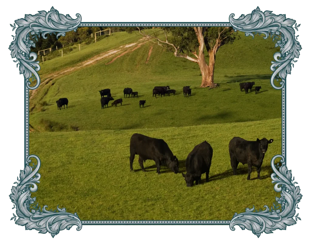 1788 - Australian Black Angus cattle grazing